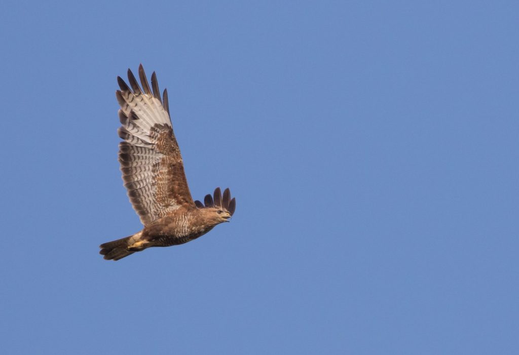 Bird watching at Heath Farm
