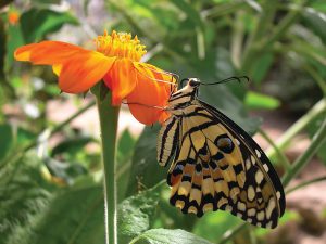 Swallowtail at Straftford Butterfly Farm