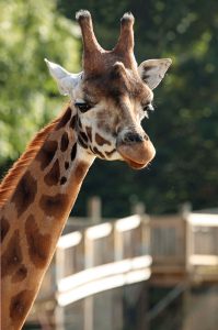 Giraffe at Cotswold Wildlife Park near Heath Farm Holiday Cottages