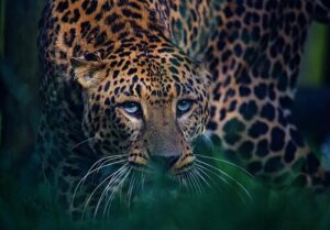 Image of a leopard at Heythrop Zoological Park